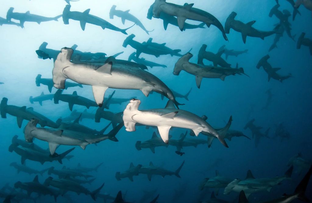 requin marteaux